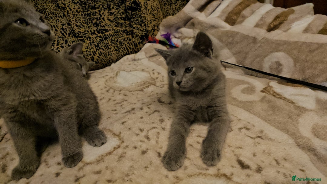 Russian Blue cats for sale: **TICA full pedigree Russian Blue kittens - Advert 21