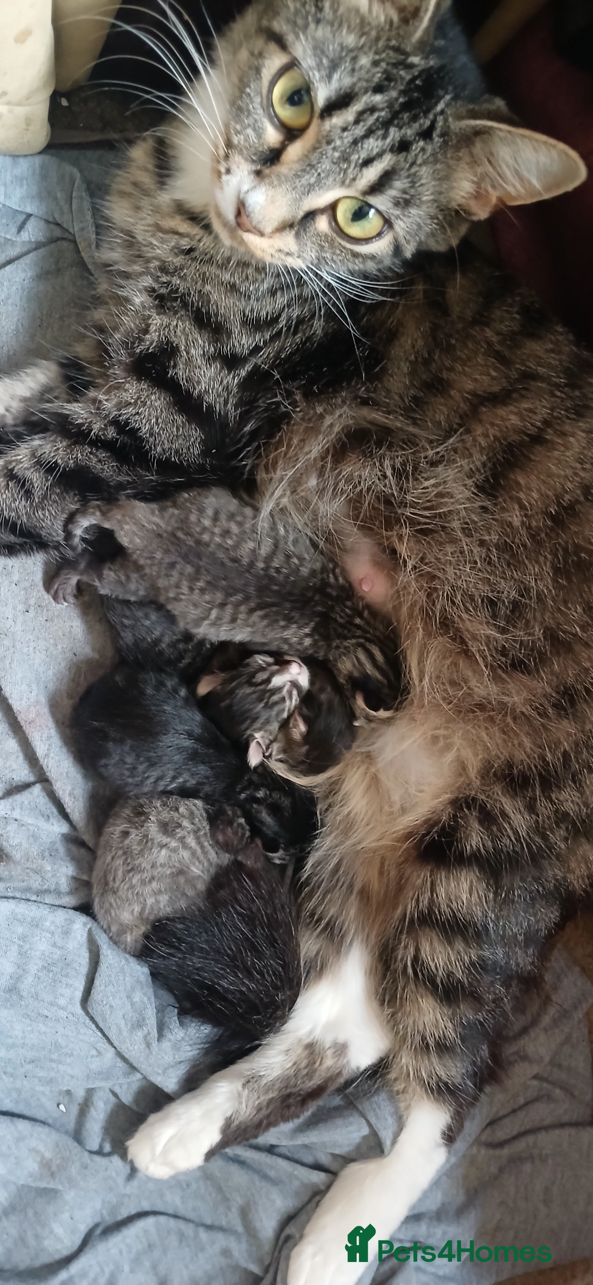 Mixed Breed cats Fluffy tabby kittens  - Advert 16