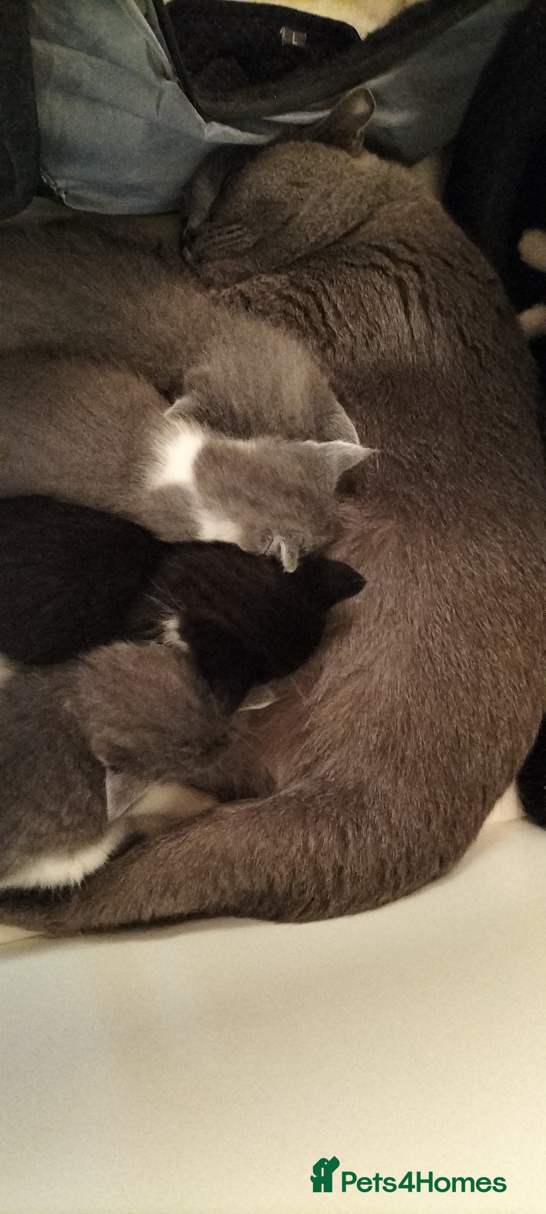 British Shorthair cats for sale: British short hair kittens  - Image 15