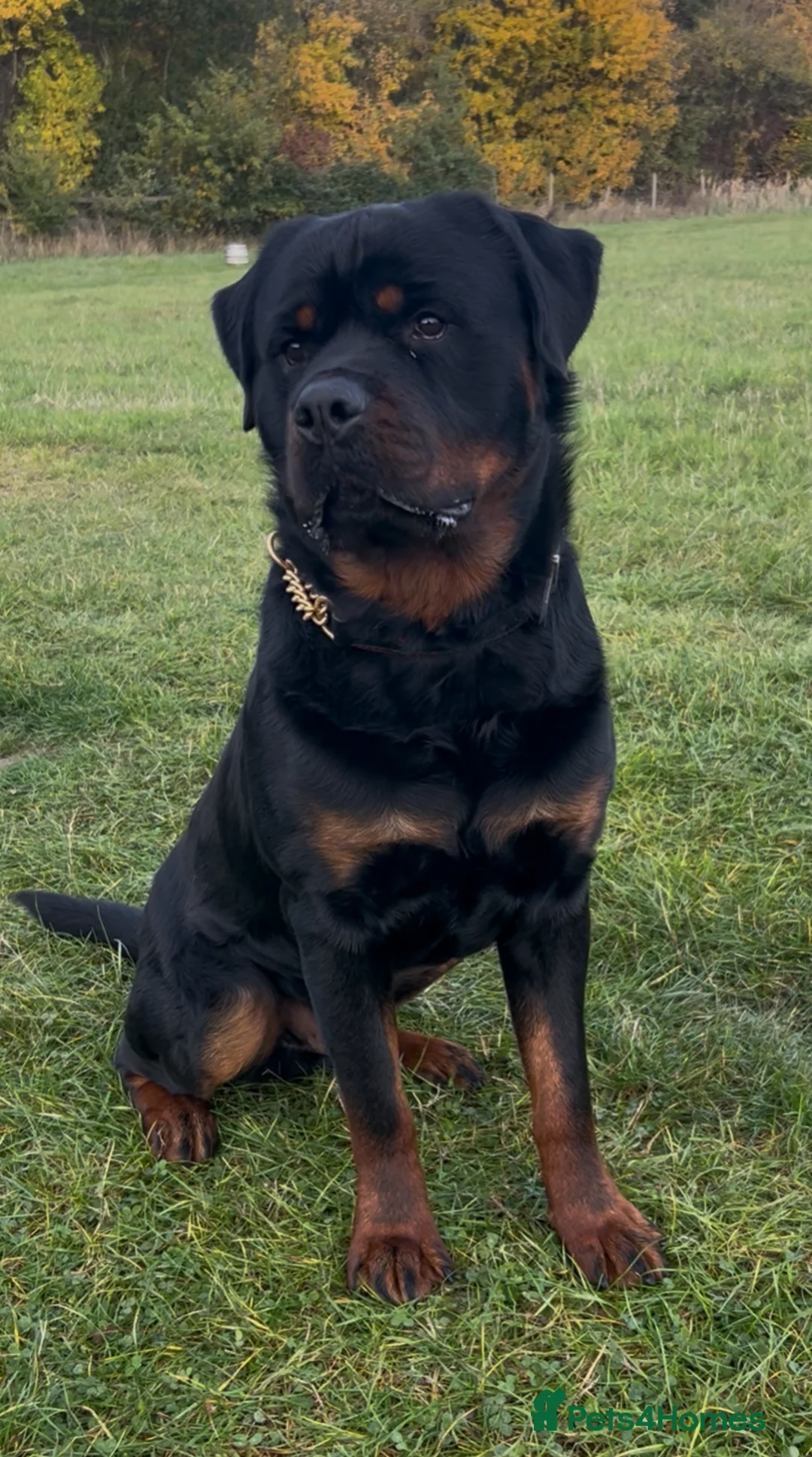 Rottweiler dogs for stud: Rottweiler DNA health tested,,EYE SCANNED  in Wellingborough - Advert 16