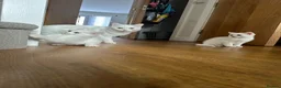 Turkish Angora cats for sale: 🤍 Two White Kittens – Playful & Litter Trained - Advert 5