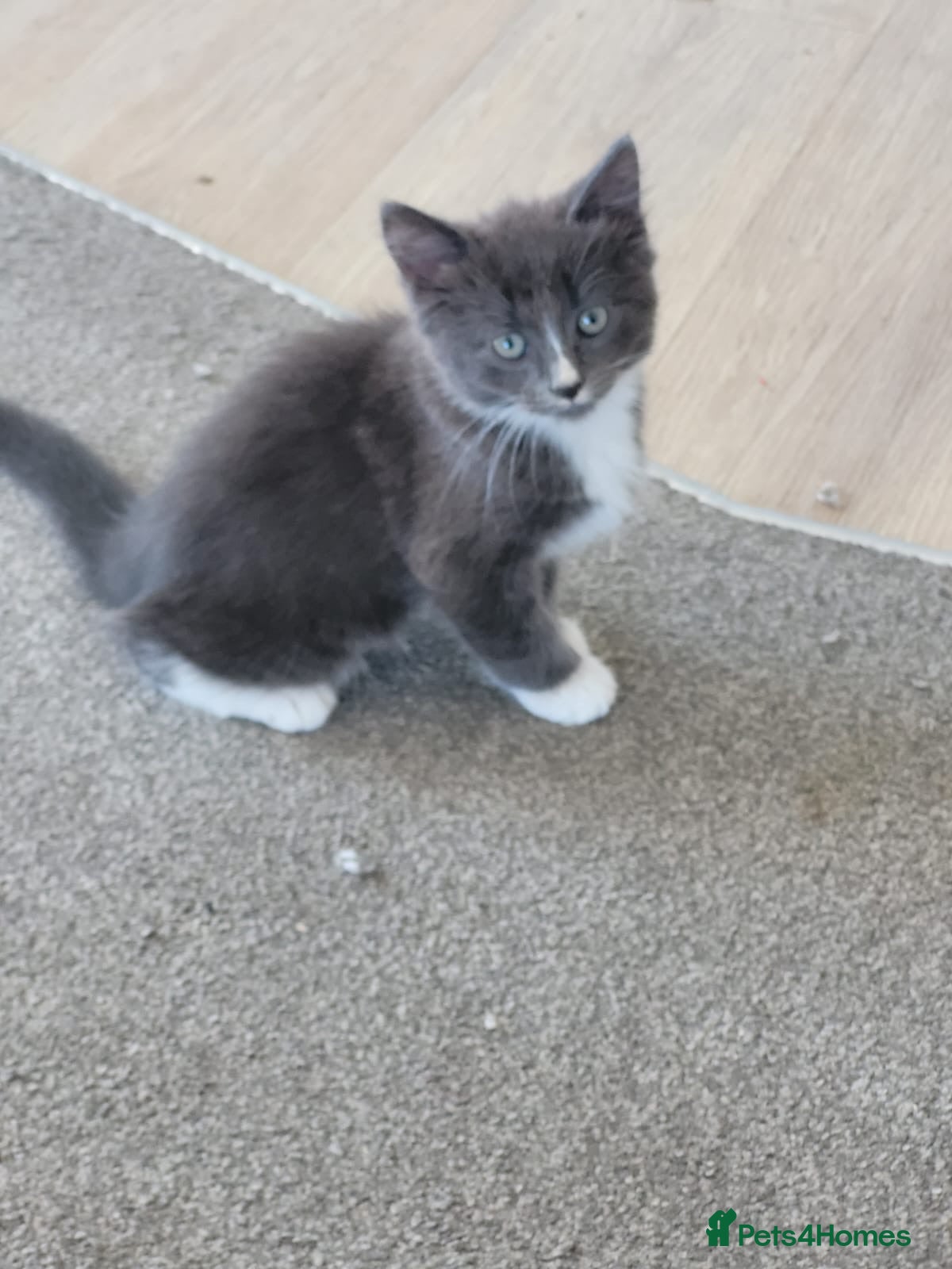 Mixed Breed cats Beautiful kittens ready for their forever home ❤️ - Advert 1