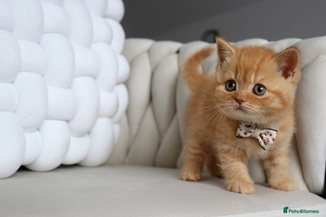 British Shorthair cats for sale: LAST BEAUTIFUL KITTEN LOOKING FOR A LOVING HOME - Image 4