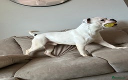 Old Tyme Bulldog dogs for sale: Bouver  - Image 7