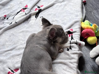 French Bulldog dogs 4 months old - Advert 1
