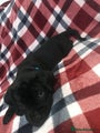 Cane Corso Puppy 2