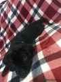 Cane Corso Puppy 2