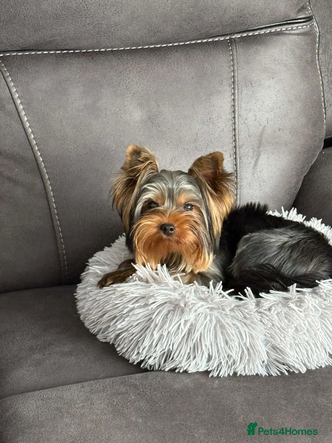 Yorkshire Terrier dogs for sale: Yorkshire terrier puppy’s available  - Advert 17