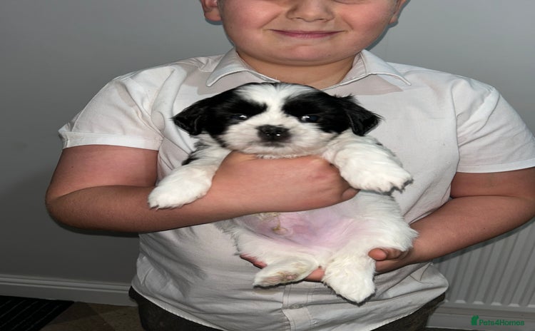 Lhasa Apso dogs KC Reg Lhasa Apso pups GPRA clear LAST PUP - Advert 2