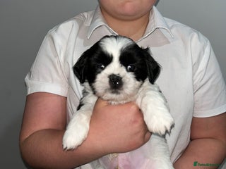 Lhasa Apso dogs KC Reg Lhasa Apso pups GPRA clear LAST PUP - Advert 6