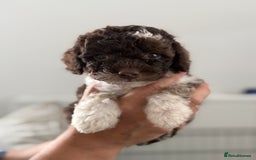 Cavapoo dogs for sale: Adorable Cavapoo Puppies – Ready for Loving Homes - Image 1