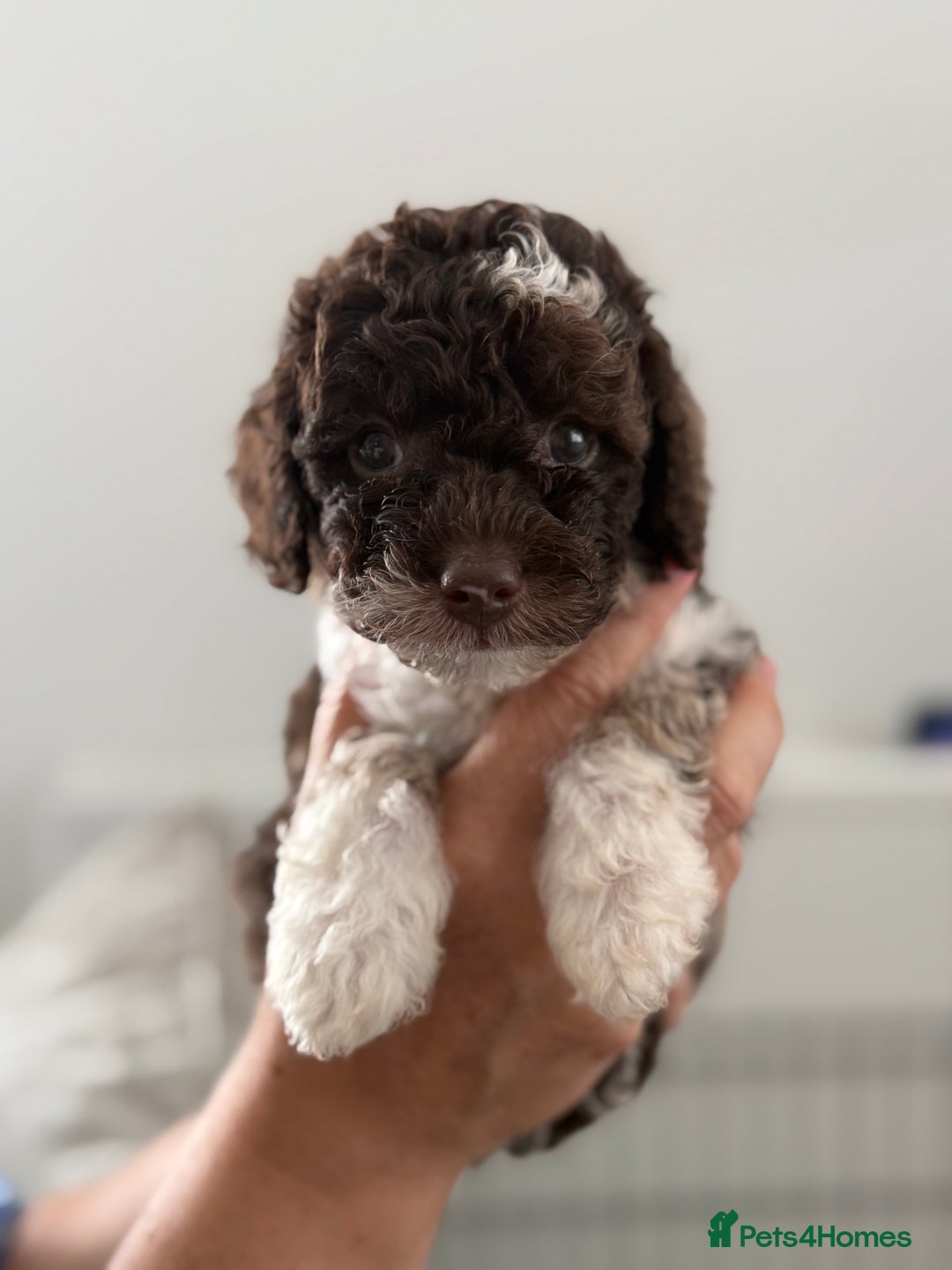 Cavapoo dogs for sale: Adorable Cavapoo Puppies – Ready for Loving Homes - Image 1