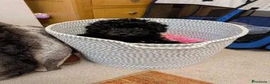 Toy Poodle Puppy 1