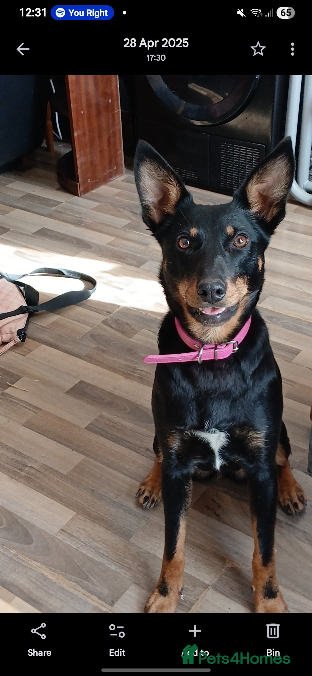 Mixed Breed dogs Puppies are ready to go now in Llandrindod Wells - Advert 1