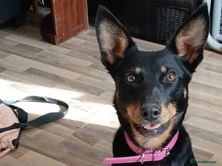 Mixed Breed dogs Puppies are ready to go now in Llandrindod Wells - Advert 1