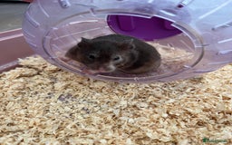 Hamster rodents for sale: Hamster - REHOME  - Image 4
