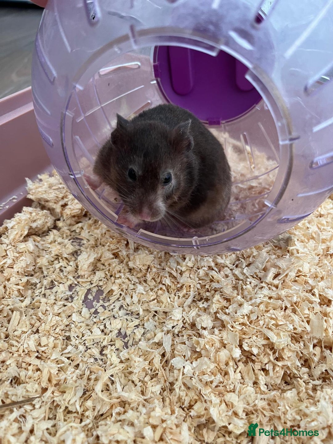 Hamster rodents for sale: Hamster - REHOME  - Image 4
