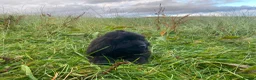 Newfoundland dogs for sale: Georgeous Newfoundland Puppies  - Advert 4
