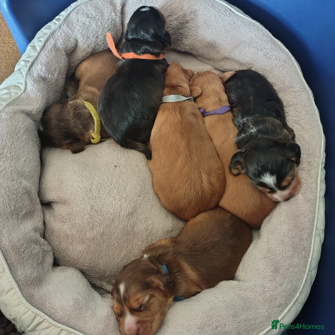 Cocker Spaniel dogs for sale: Working Cocker Puppies - Advert 5