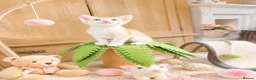 Abyssinian cats for sale: ❤️🏆 Outstanding Abyssinian Kittens Available 🏆❤️ - Advert 27