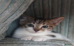 Domestic Shorthair cats for sale: 6 wonderful kittens looking for forever homes - Image 7