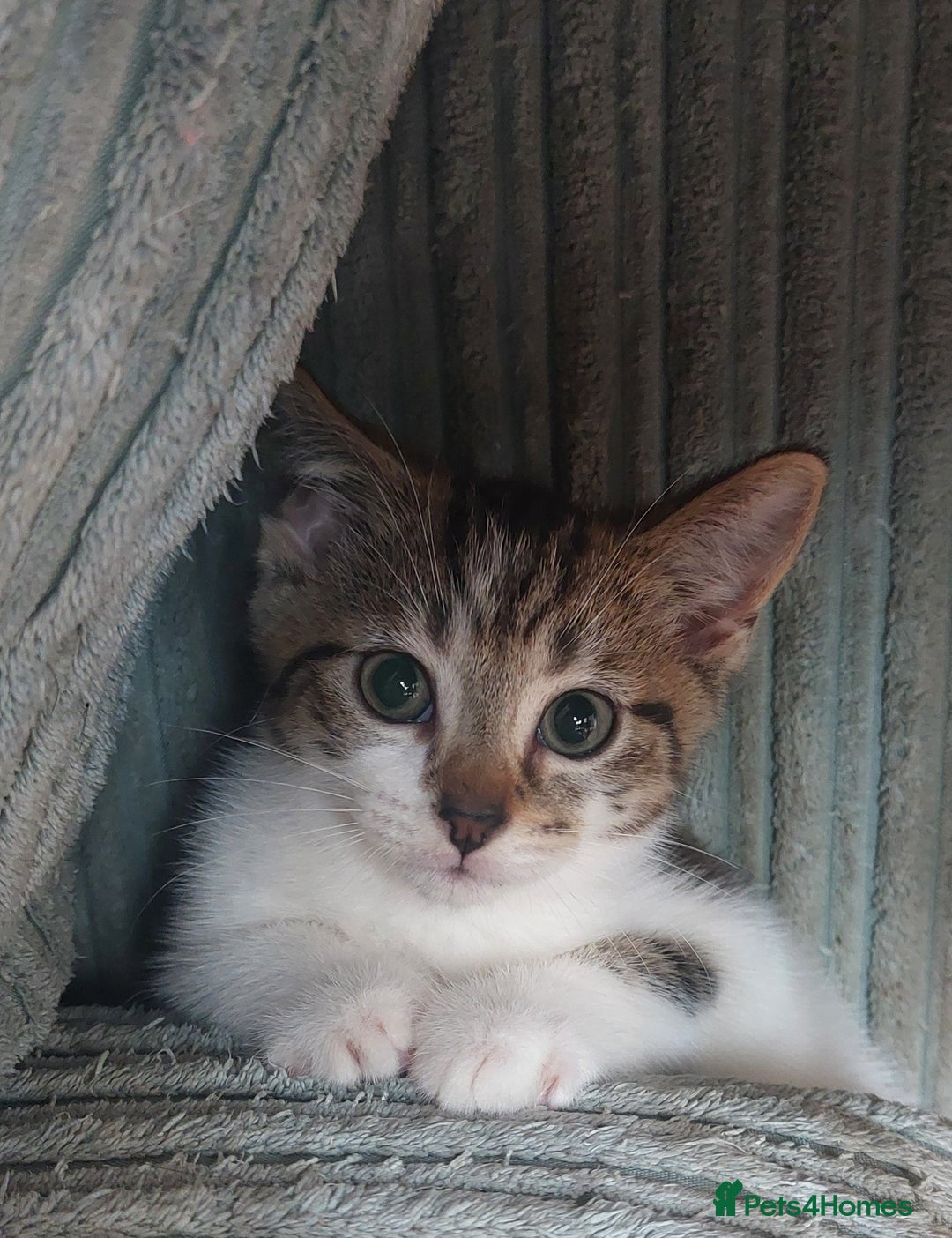 Domestic Shorthair cats for sale: 6 wonderful kittens looking for forever homes - Image 7