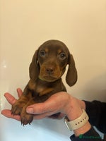 Miniature Dachshund dogs 🤩 2 Kc mini dachshund 🤩 - Advert 8