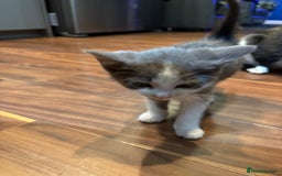 Domestic Shorthair cats for sale: Forever homes needed  - Image 14