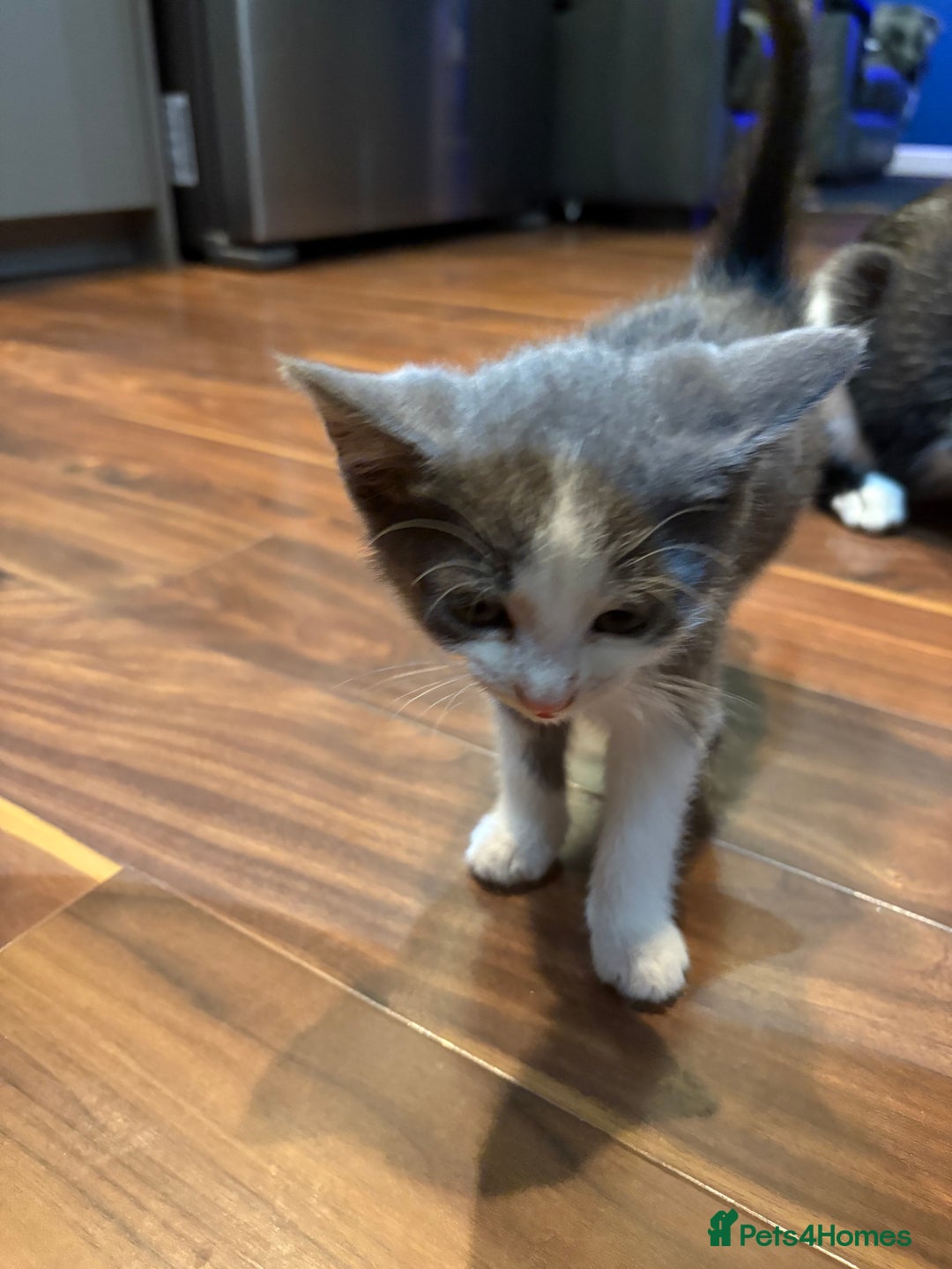 Domestic Shorthair cats for sale: Forever homes needed  - Image 14