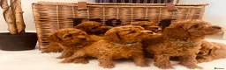 Cavapoo dogs for sale: F1b Deep Red curly coat toy Cavapoo pups 🐾 - Advert 13