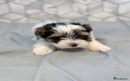 Yorkshire Terrier dogs for sale: Beautiful Yorkshire biewer terrier - Image 22