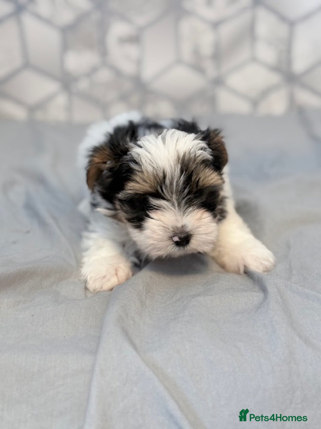 Yorkshire Terrier dogs for sale: Beautiful Yorkshire biewer terrier - Image 22