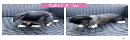 English Lop rabbits for sale: Lop rabbits ready to leave now - 5 Girls 5 Boys - Advert 5