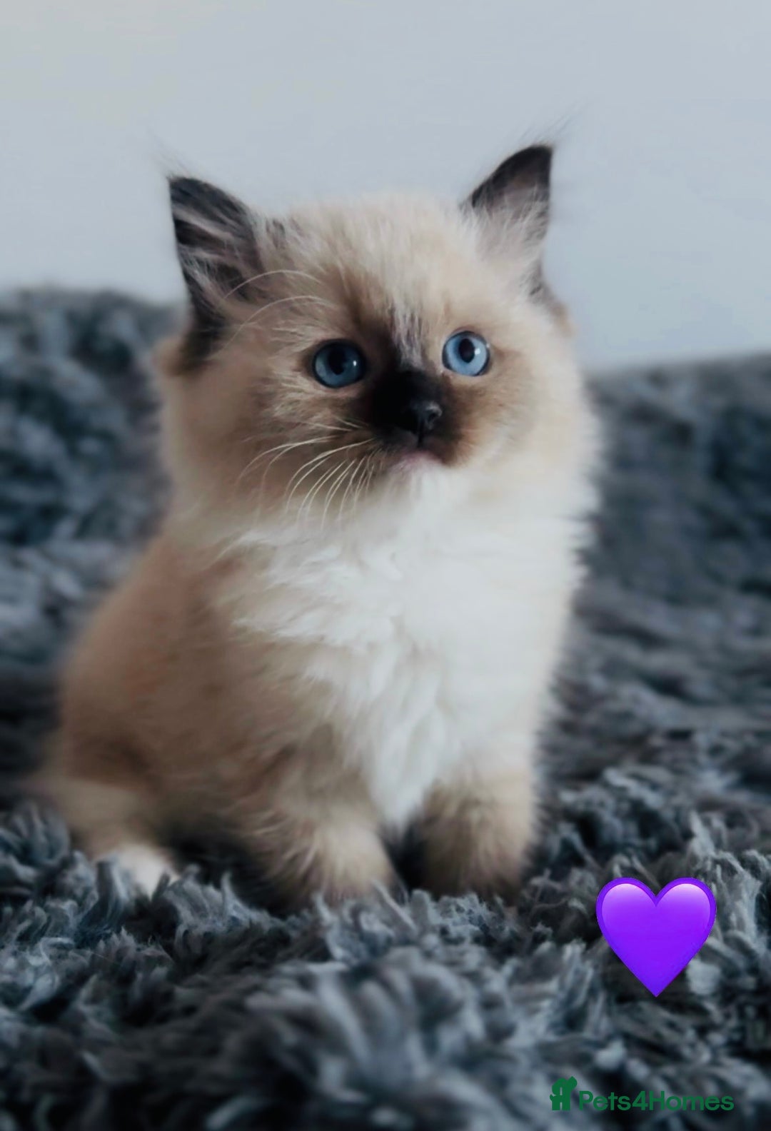 Ragdoll cats for sale: 🩷🐾Tica full Pedigree🐾EU Ragdoll 🐱🐾DNA Clear - Advert 25