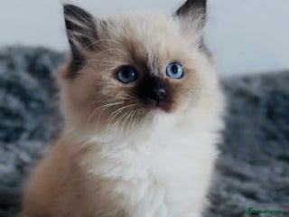 Ragdoll cats 🩷🐾Tica full Pedigree🐾Last Ragdoll girl🐾🩷🥰😻 - Advert 5