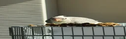 Cockatiels birds for sale: 3.5 months old male cockatiel- hand reared+cage i - Advert 2