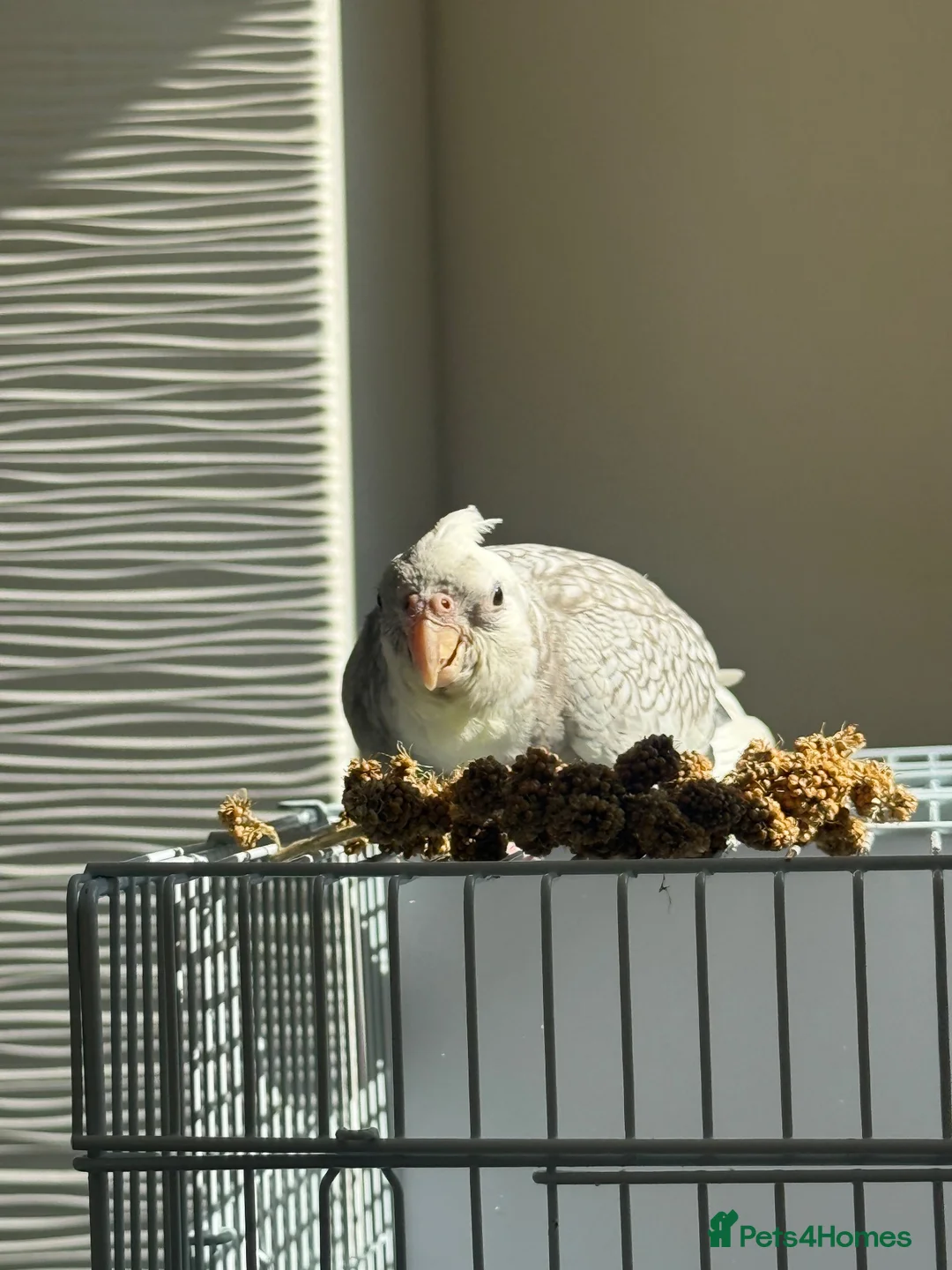 Cockatiels birds for sale: 3.5 months old male cockatiel- hand reared+cage i - Advert 2