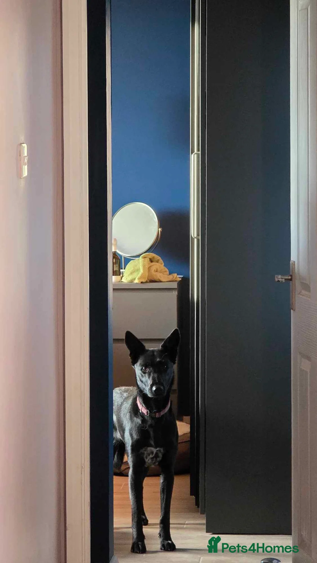 Mixed Breed dogs for adoption: NELLIE - Advert 3