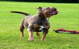 Olde English Bulldogge dogs for sale: Genetic Clear, Hip & Elbow Graded Breeding - Image 23