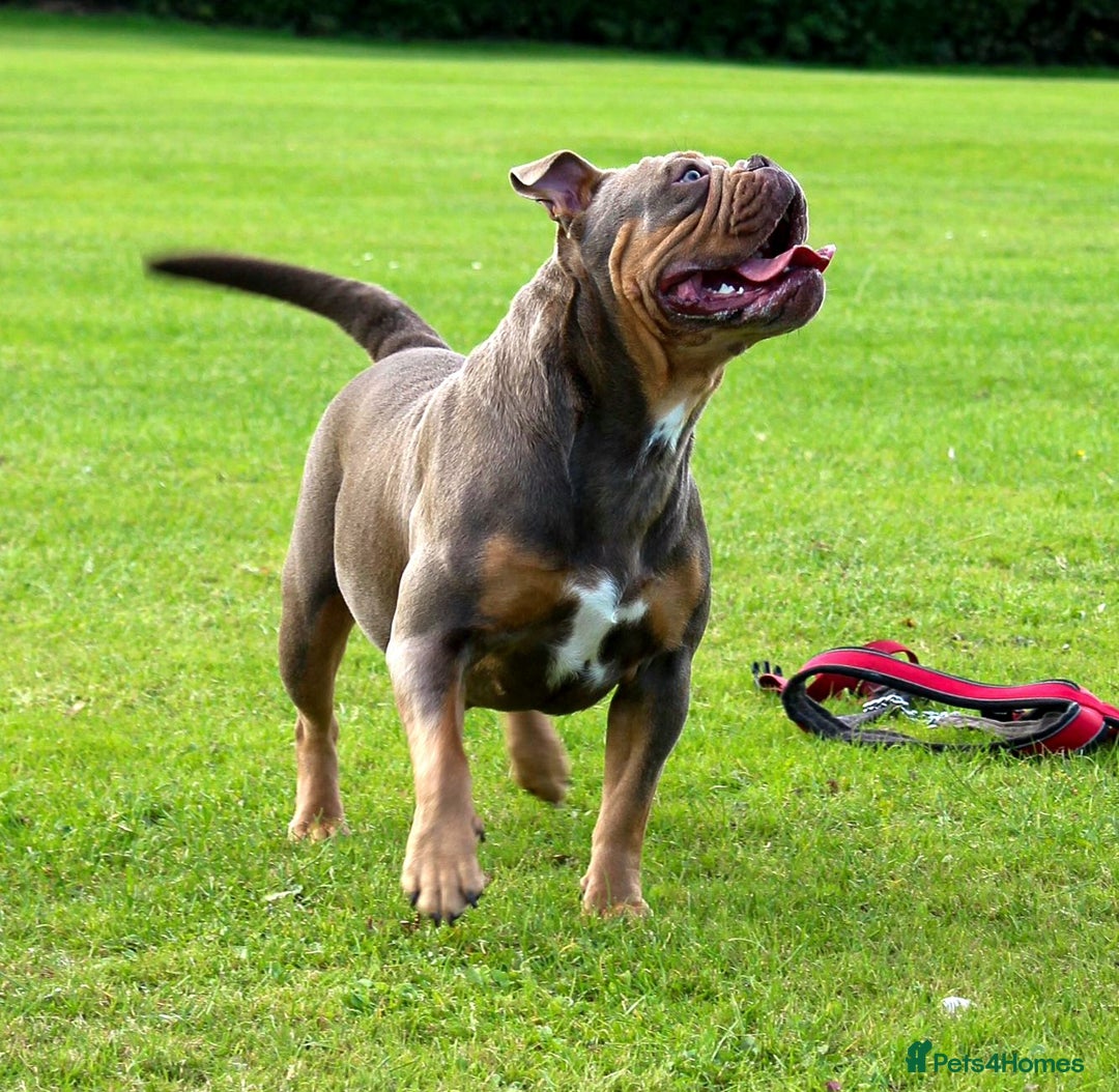 Olde English Bulldogge dogs for sale: Genetic Clear, Hip & Elbow Graded Breeding - Image 23
