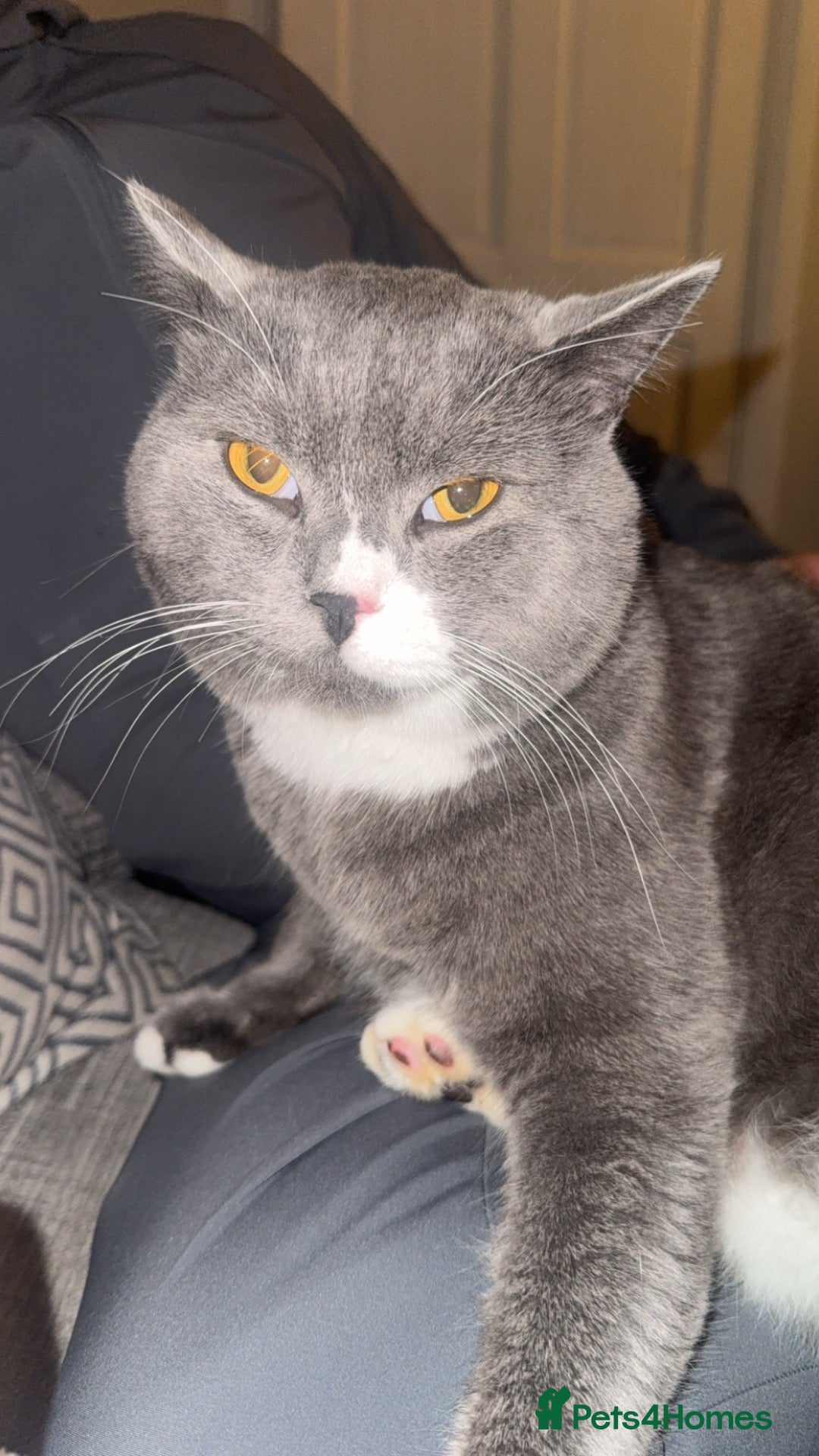 British Shorthair cats Beautiful British short hair 2 male 1 female  - Advert 4