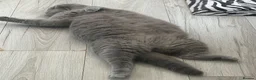 British Shorthair cats for sale: Pedigree British Blue Female Available next week   - Advert 4