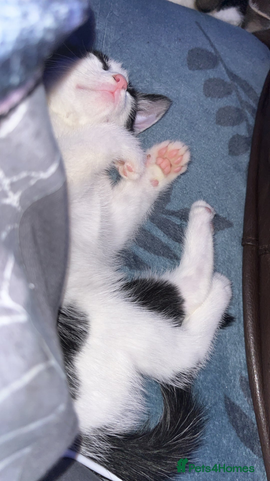 Mixed Breed cats for sale: 2 gorgeous kittens available  - Advert 2