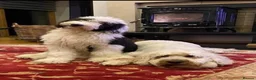 Sheepadoodle dogs for sale: Midi Size Sheepadoodle Medium  - Advert 17
