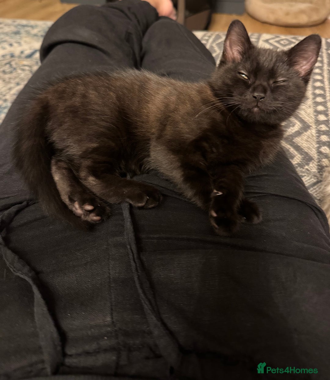 Mixed Breed cats for sale: Adorable Black / Brown Female Kitten, ready now. - Image 4