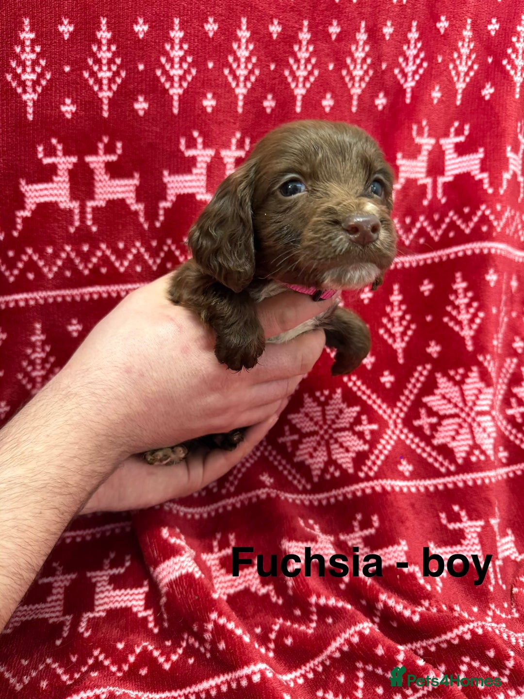 Cocker Spaniel dogs for sale: cocker spaniel puppies  - Advert 15