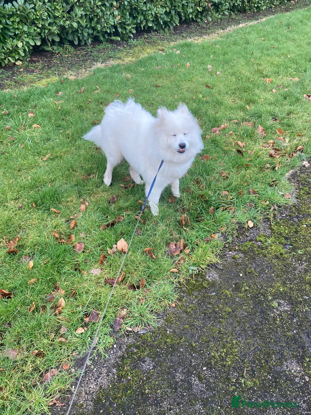 Samoyed dogs for sale: KC registered Samoyed Female - Advert 4