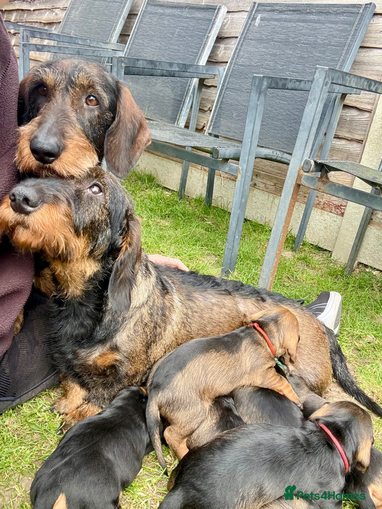 Dachshund dogs Beautiful Standard Wirehaired Dachshunds  - Advert 8