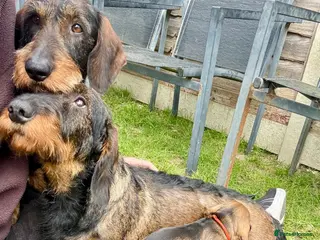 Dachshund dogs Beautiful Standard Wirehaired Dachshunds - Advert 13