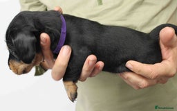 Dachshund dogs for sale: Wire Haired Dachshund Puppies - Image 19